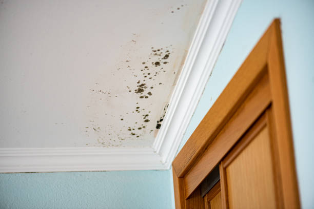 Best Toxic Mold Removal  in USA