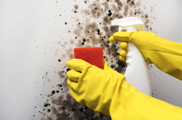 Best Mold Damage Repair  in USA